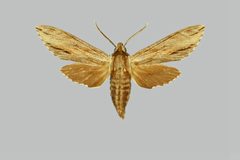 Isoparce cupressi BMNHE273981 male up by The Trustees of the Natural History Museum, London. Used under a CC BY 3.0 license.