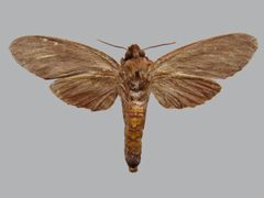 Isoparce cupressi BMNHE273982 female un by The Trustees of the Natural History Museum, London. Used under a CC BY 3.0 license.