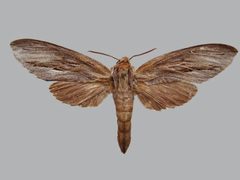Isoparce cupressi BMNHE273982 female up by The Trustees of the Natural History Museum, London. Used under a CC BY 3.0 license.