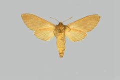 Lapara bombycoides BMNHE274097 female un by The Trustees of the Natural History Museum, London. Used under a CC BY 3.0 license.