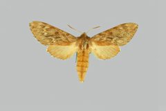 Lapara bombycoides BMNHE274097 female up by The Trustees of the Natural History Museum, London. Used under a CC BY 3.0 license.