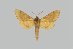 Lapara bombycoides BMNHE274098 male un by The Trustees of the Natural History Museum, London. Used under a CC BY 3.0 license.