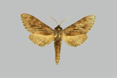 Lapara bombycoides BMNHE274098 male up by The Trustees of the Natural History Museum, London. Used under a CC BY 3.0 license.