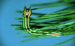 Lapara bombycoides larva by USDA Forest Service - Northeastern Area Archive, USDA Forest Service, Bugwood.org. Used under a CC BY 3.0 us license.