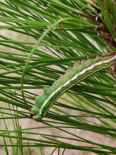 Lapara coniferarum 49403088 by Jana Miller. Used under a CC0 license.
