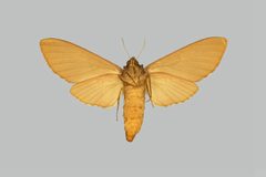 Lapara coniferarum BMNHE274095 female un by The Trustees of the Natural History Museum, London. Used under a CC BY 3.0 license.