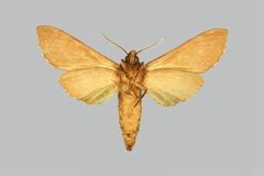 Lapara coniferarum BMNHE274096 male un by The Trustees of the Natural History Museum, London. Used under a CC BY 3.0 license.