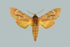 Lapara coniferarum BMNHE274096 male up by The Trustees of the Natural History Museum, London. Used under a CC BY 3.0 license.