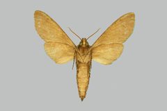 Lapara phaeobrachycerous BMNHE274099 female un by The Trustees of the Natural History Museum, London. Used under a CC BY 3.0 license.