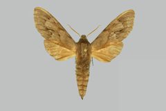 Lapara phaeobrachycerous BMNHE274099 female up by The Trustees of the Natural History Museum, London. Used under a CC BY 3.0 license.