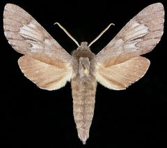 Lapara phaeobrachycerous male topotype by Vernon Antoine Brou Jr.. Used under a CC BY-SA 3.0 license.
