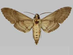 Manduca florestan BMNHE273704 male un by The Trustees of the Natural History Museum, London. Used under a CC BY 3.0 license.