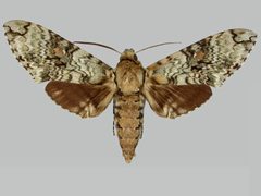 Manduca florestan BMNHE273704 male up by The Trustees of the Natural History Museum, London. Used under a CC BY 3.0 license.