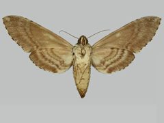 Manduca florestan BMNHE273705 female un by The Trustees of the Natural History Museum, London. Used under a CC BY 3.0 license.