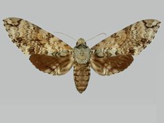 Manduca florestan BMNHE273705 female up by The Trustees of the Natural History Museum, London. Used under a CC BY 3.0 license.