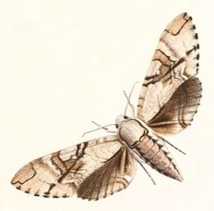 Manduca jasminearum 1894 by Frederick William Frohawk
. Used under a Public domain license.