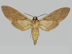 Manduca jasminearum BMNHE273715 male un by The Trustees of the Natural History Museum, London. Used under a CC BY 3.0 license.