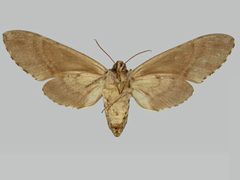 Manduca jasminearum BMNHE273716 female un by The Trustees of the Natural History Museum, London. Used under a CC BY 3.0 license.