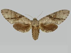 Manduca jasminearum BMNHE273716 female up by The Trustees of the Natural History Museum, London. Used under a CC BY 3.0 license.