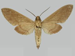 Manduca lanuginosa BMNHE273708 male un by The Trustees of the Natural History Museum, London. Used under a CC BY 3.0 license.