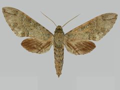 Manduca lanuginosa BMNHE273708 male up by The Trustees of the Natural History Museum, London. Used under a CC BY 3.0 license.