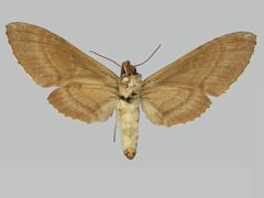 Manduca lanuginosa BMNHE273709 female un by The Trustees of the Natural History Museum, London. Used under a CC BY 3.0 license.