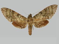 Manduca lanuginosa BMNHE273709 female up by The Trustees of the Natural History Museum, London. Used under a CC BY 3.0 license.