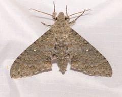 Manduca muscosa 56363266 by Laura Gaudette. Used under a CC BY 4.0 license.