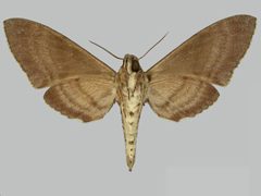 Manduca muscosa BMNHE273694 male un by The Trustees of the Natural History Museum, London. Used under a CC BY 3.0 license.