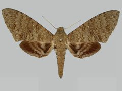 Manduca muscosa BMNHE273694 male up by The Trustees of the Natural History Museum, London. Used under a CC BY 3.0 license.