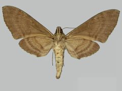 Manduca muscosa BMNHE273695 female un by The Trustees of the Natural History Museum, London. Used under a CC BY 3.0 license.