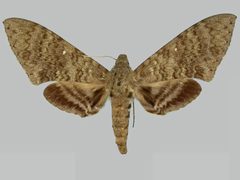 Manduca muscosa BMNHE273695 female up by The Trustees of the Natural History Museum, London. Used under a CC BY 3.0 license.
