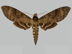 Manduca occulta BMNHE273600 male up by The Trustees of the Natural History Museum, London. Used under a CC BY 3.0 license.