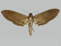 Manduca occulta BMNHE273601 female un by The Trustees of the Natural History Museum, London. Used under a CC BY 3.0 license.