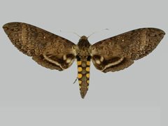 Manduca occulta BMNHE273601 female up by The Trustees of the Natural History Museum, London. Used under a CC BY 3.0 license.