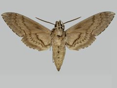 Manduca quinquemaculatus BMNHE272240 male un by The Trustees of the Natural History Museum, London. Used under a CC BY 3.0 license.