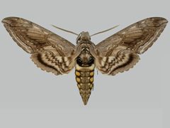 Manduca quinquemaculatus BMNHE272240 male up by The Trustees of the Natural History Museum, London. Used under a CC BY 3.0 license.