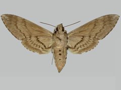 Manduca quinquemaculatus BMNHE273591 female un by The Trustees of the Natural History Museum, London. Used under a CC BY 3.0 license.