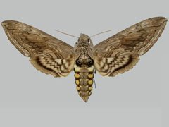 Manduca quinquemaculatus BMNHE273591 female up by The Trustees of the Natural History Museum, London. Used under a CC BY 3.0 license.