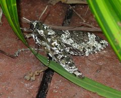 Manduca rustica 2 by pondhawk. Used under a CC BY 2.0 license.