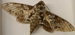Manduca rustica 2zz by Photo by David J. Stang. Used under a CC BY-SA 4.0 license.