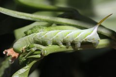 Manduca rustica larva by homie00001. Used under a CC BY-SA 2.0 license.