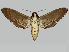 Manduca rustica rustica BMNHE273649 male un by The Trustees of the Natural History Museum, London. Used under a CC BY 3.0 license.