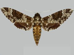 Manduca rustica rustica BMNHE273649 male up by The Trustees of the Natural History Museum, London. Used under a CC BY 3.0 license.