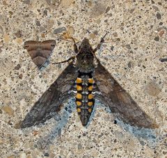 Manduca sexta 1 by Jacy Lucier. Used under a CC BY-SA 4.0 license.