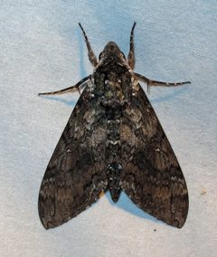 Manduca sexta 3 by Jacy Lucier. Used under a CC BY-SA 4.0 license.