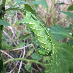 Manduca sexta caterpillar by Macgeek13. Used under a CC BY-SA 4.0 license.