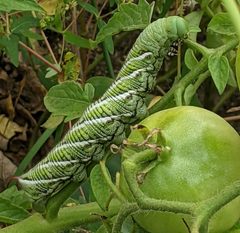 Manduca sexta missouri by wikipedia. Used under a CC0 license.