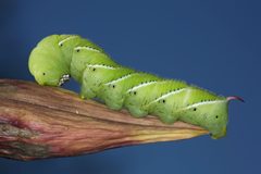 Tobacco Hornworm 1 by Daniel Schwen. Used under a CC BY-SA 4.0 license.