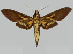 Neococytius cluentius BMNHE273538 male un by The Trustees of the Natural History Museum, London. Used under a CC BY 3.0 license.